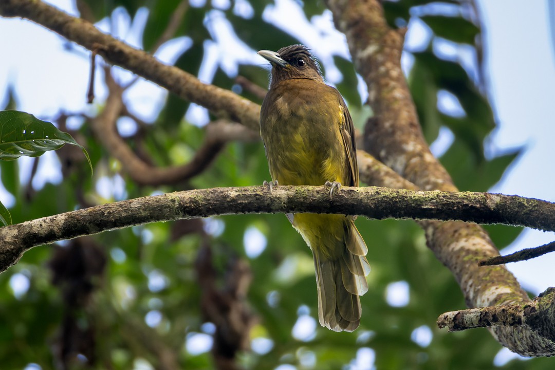 Bulbul du Catarman - ML644635200