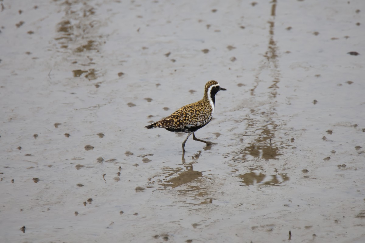 sibirlo - ML644635203