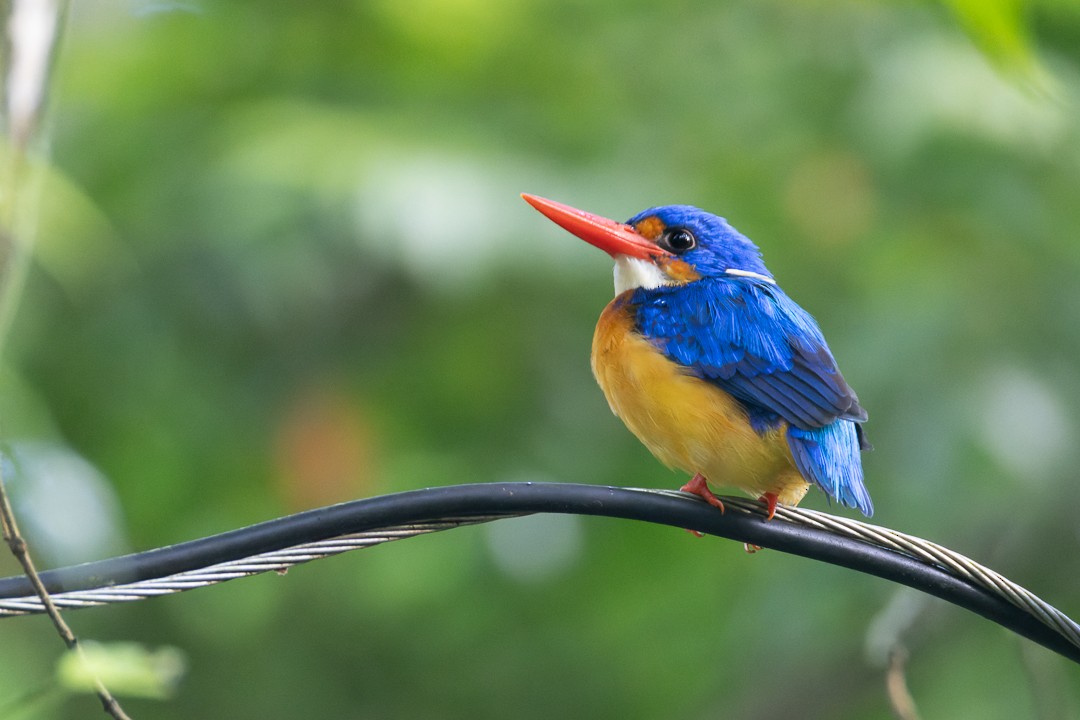 Dimorphic Dwarf-Kingfisher - ML644635204