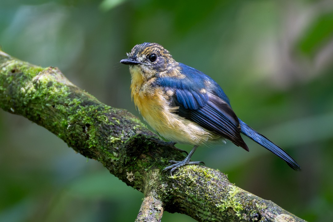 Mangrove Blue Flycatcher (Philippine) - ML644635205