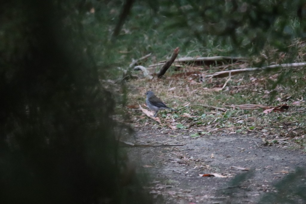 Gray Shrikethrush (Brown-backed) - ML644635208