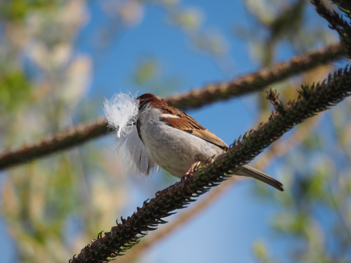 Gorrión Común - ML644635213