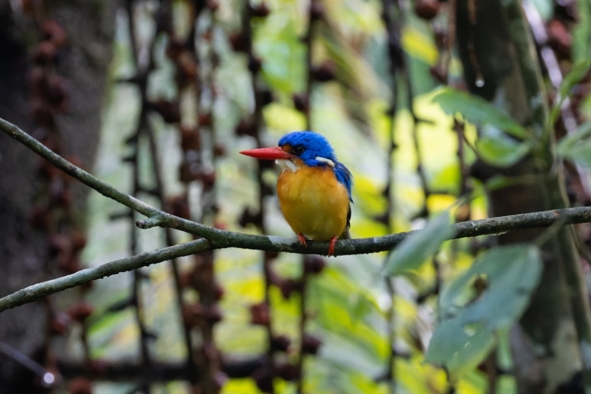 Dimorphic Dwarf-Kingfisher - ML644635214