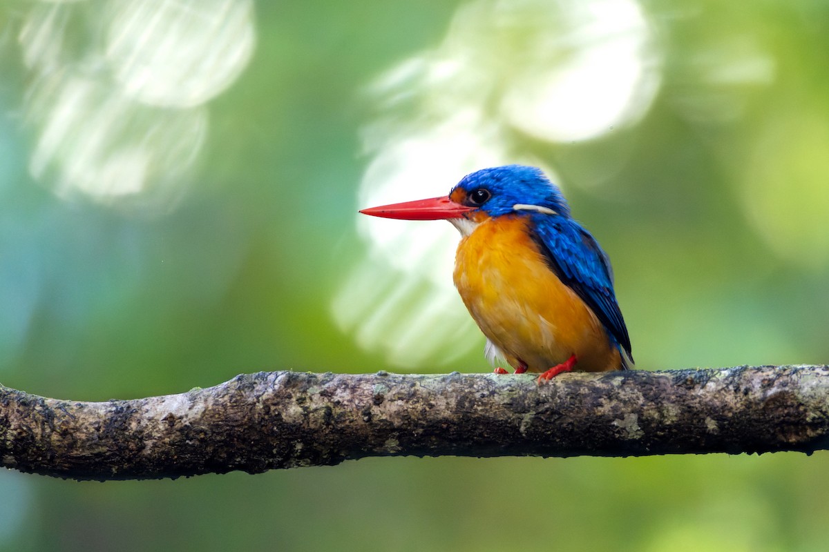 Dimorphic Dwarf-Kingfisher - ML644635215