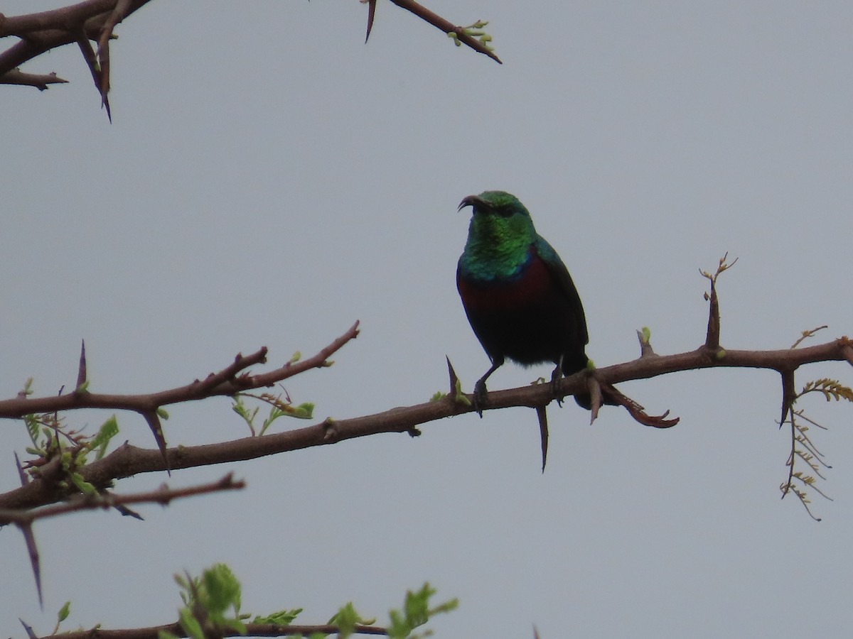 Amethyst Sunbird - ML644635217