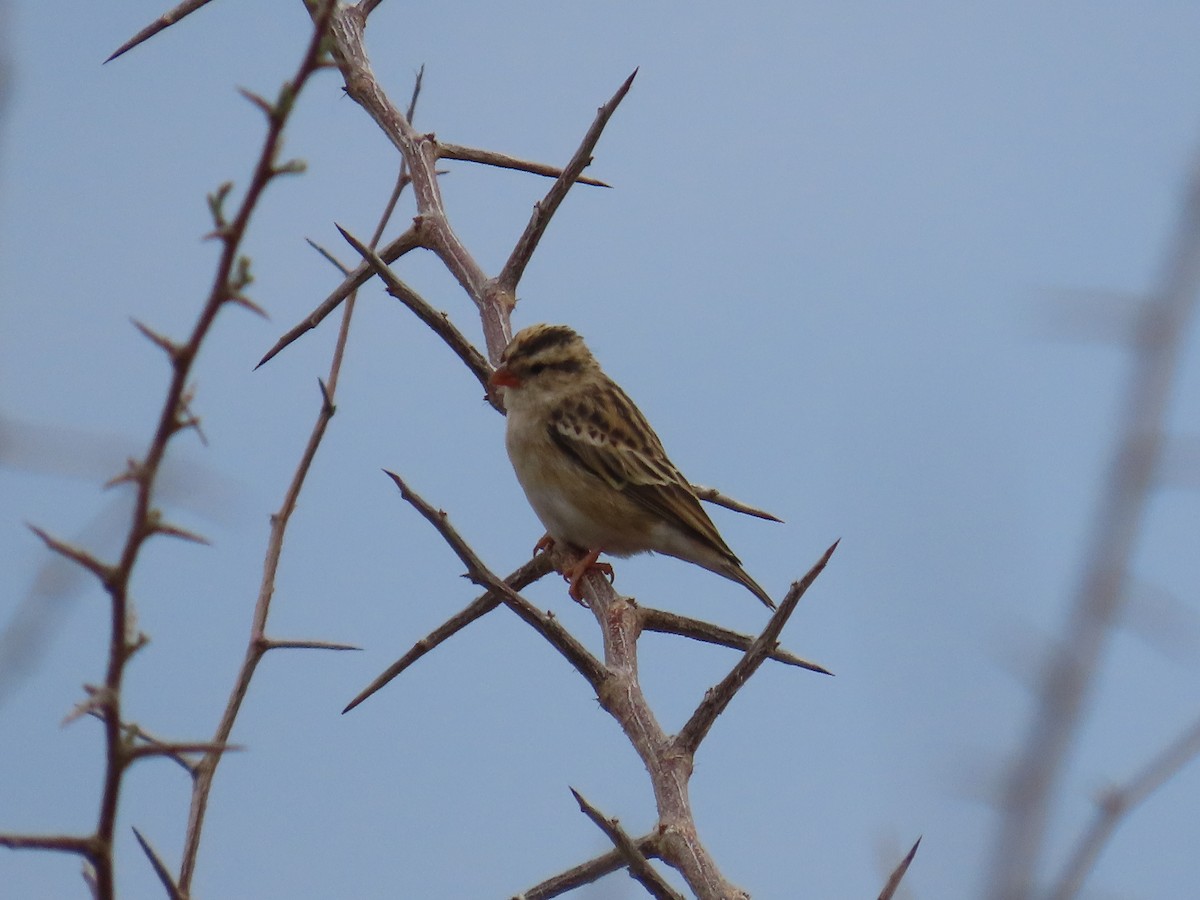 Amethyst Sunbird - ML644635222