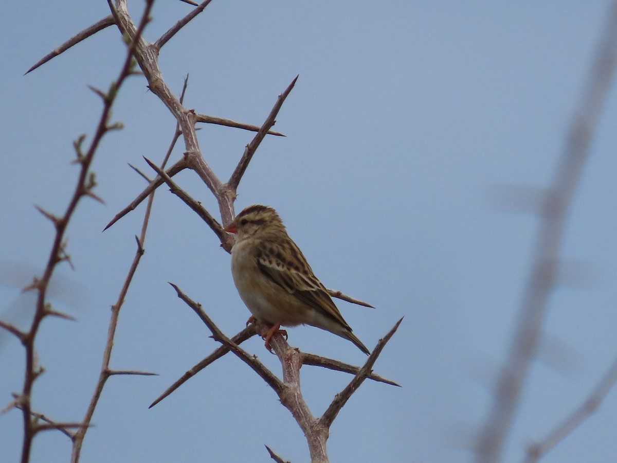 Amethyst Sunbird - ML644635223