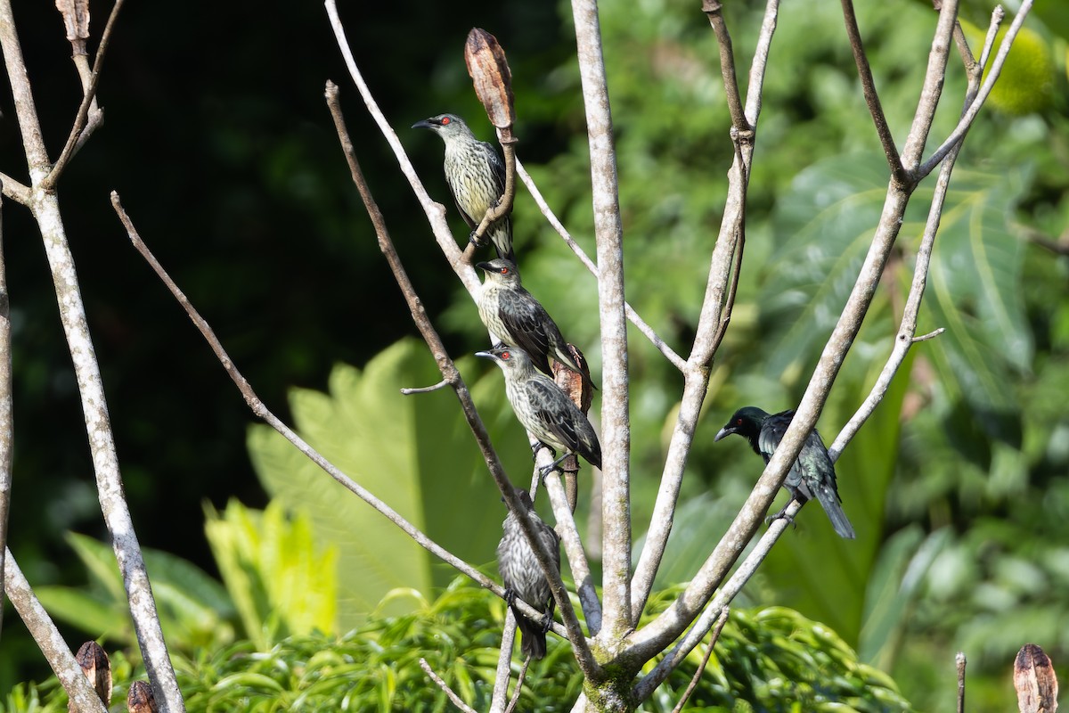 Asian Glossy Starling - ML644635231