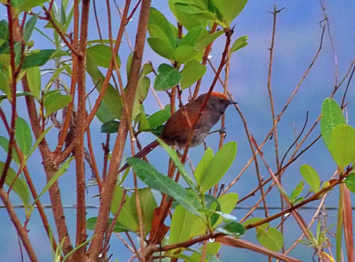 Spix's Spinetail - ML644635233