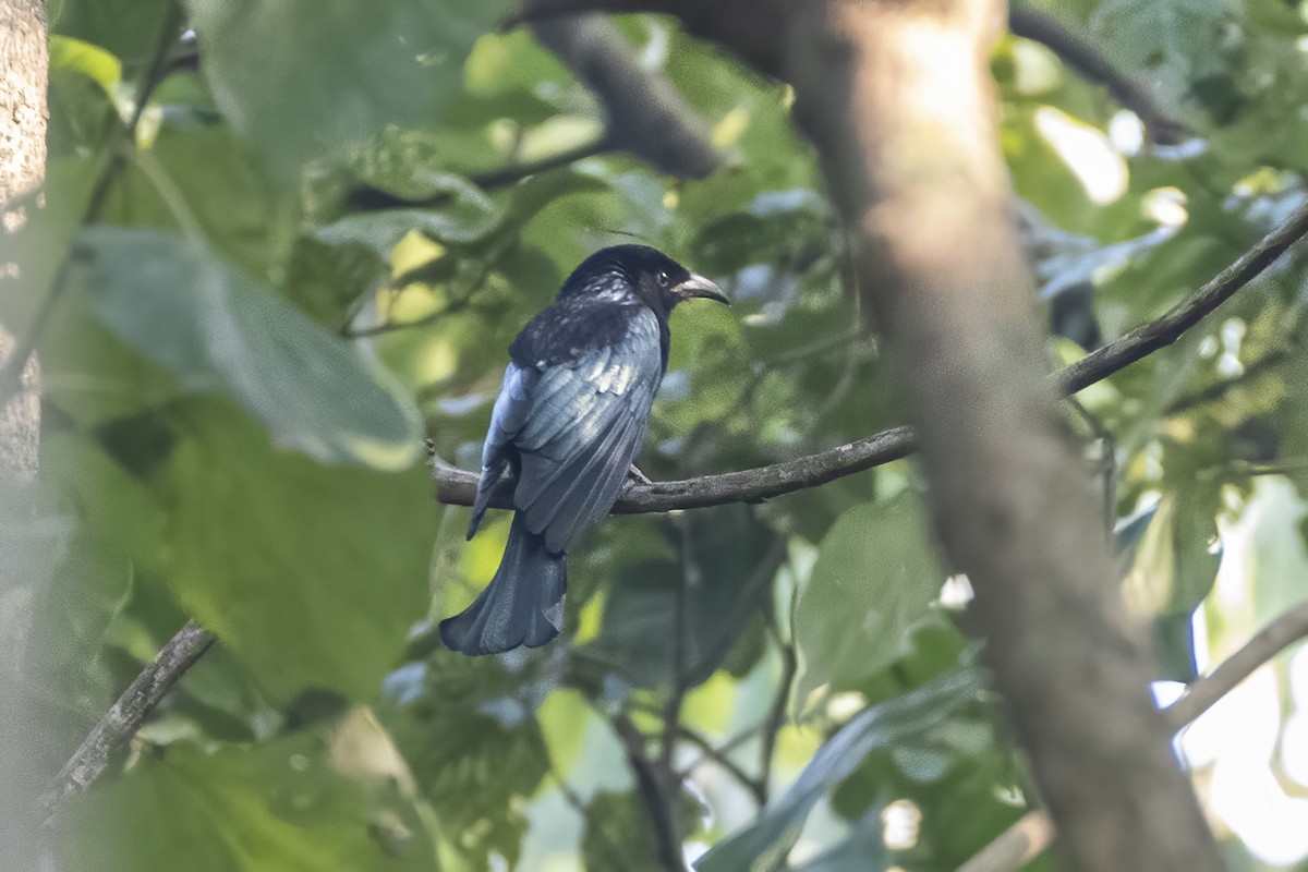 Hair-crested Drongo - ML644635234