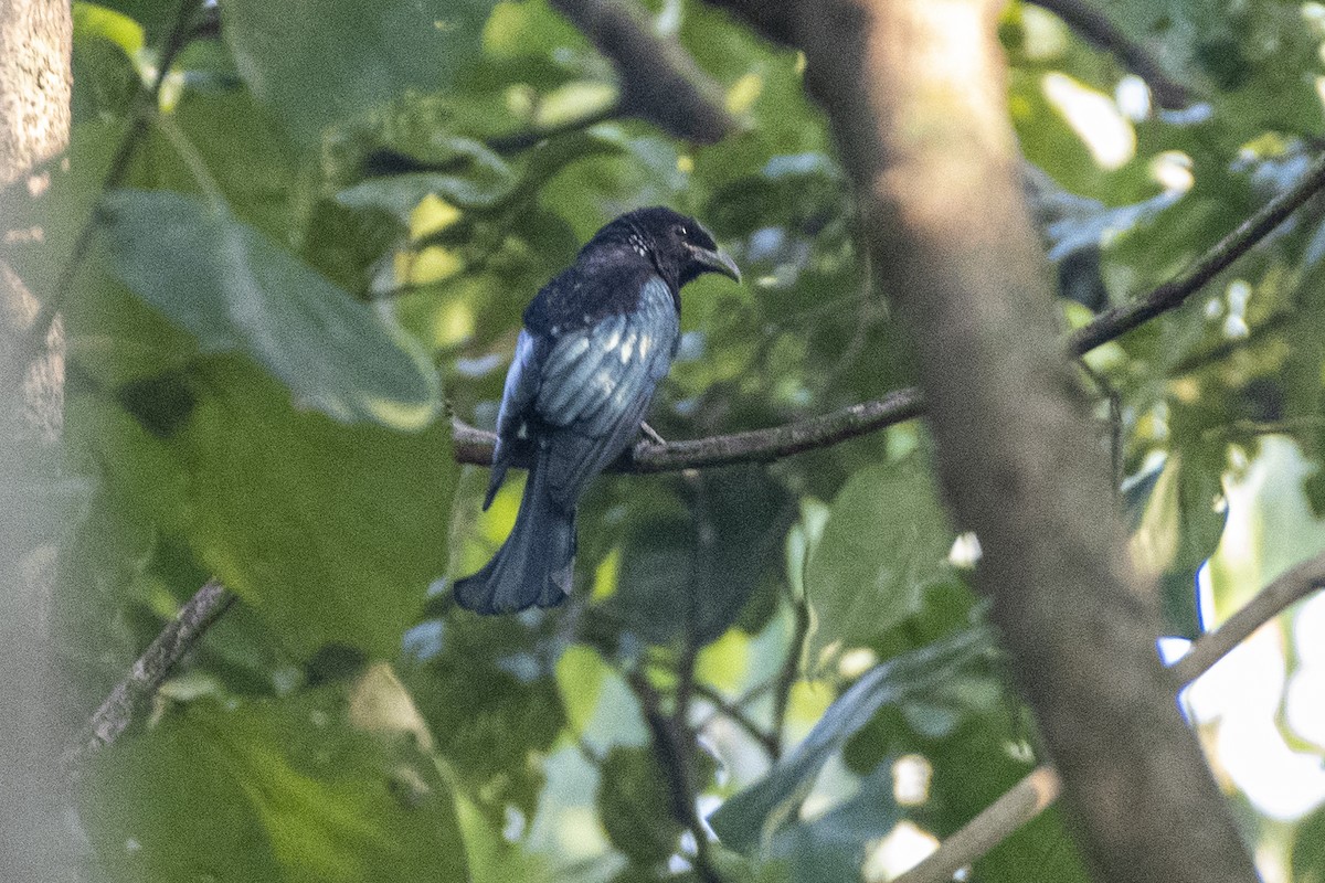 Hair-crested Drongo - ML644635235