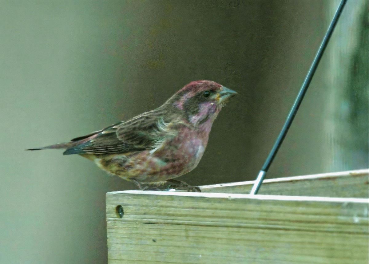 Purple Finch - ML644635241