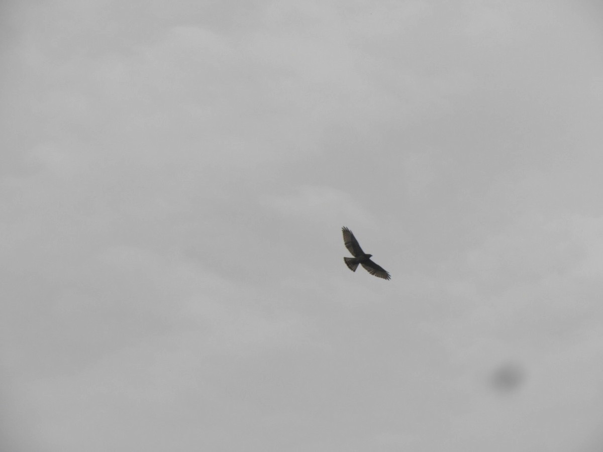 káně širokokřídlá - ML644635242