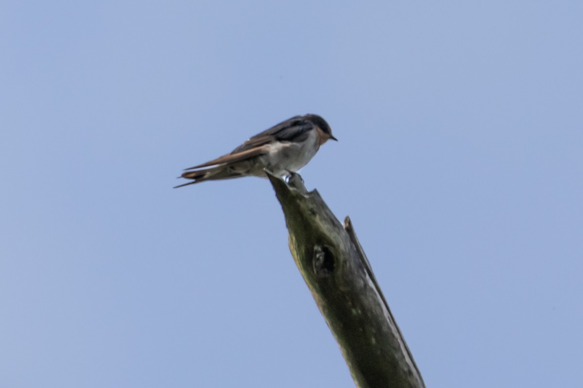 Welcome Swallow - ML644635243