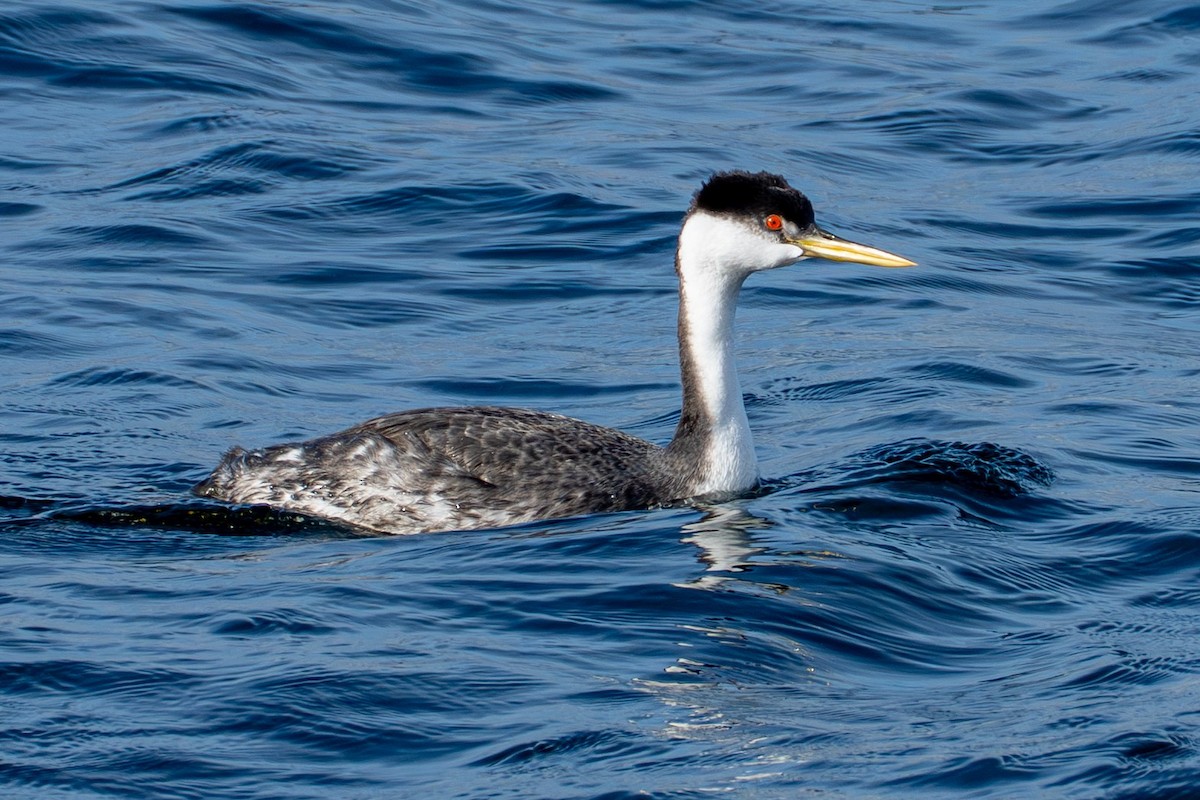 Western Grebe - ML644635244