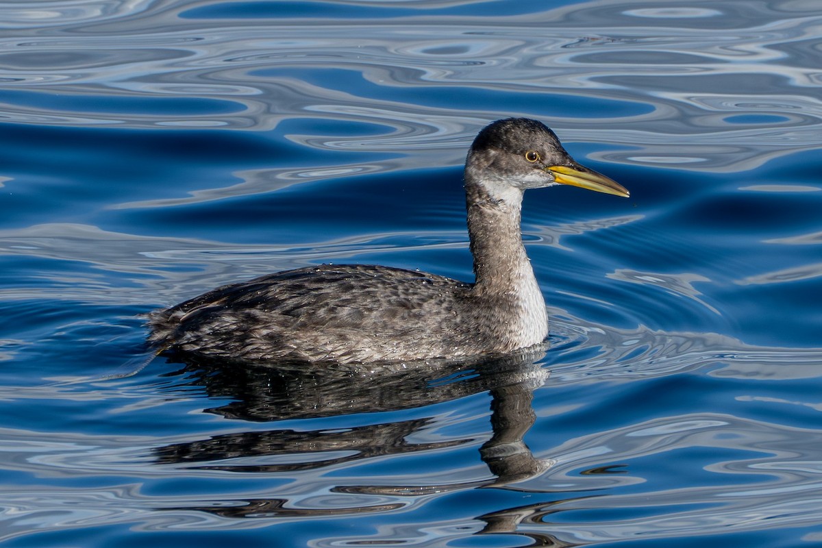 Svasso collorosso - ML644635249