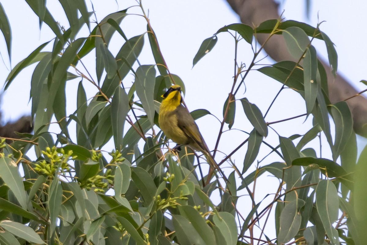 キムネミツスイ - ML644635250