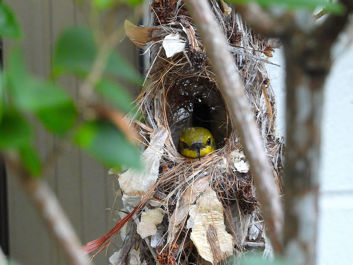 Sahul Sunbird - ML644635252