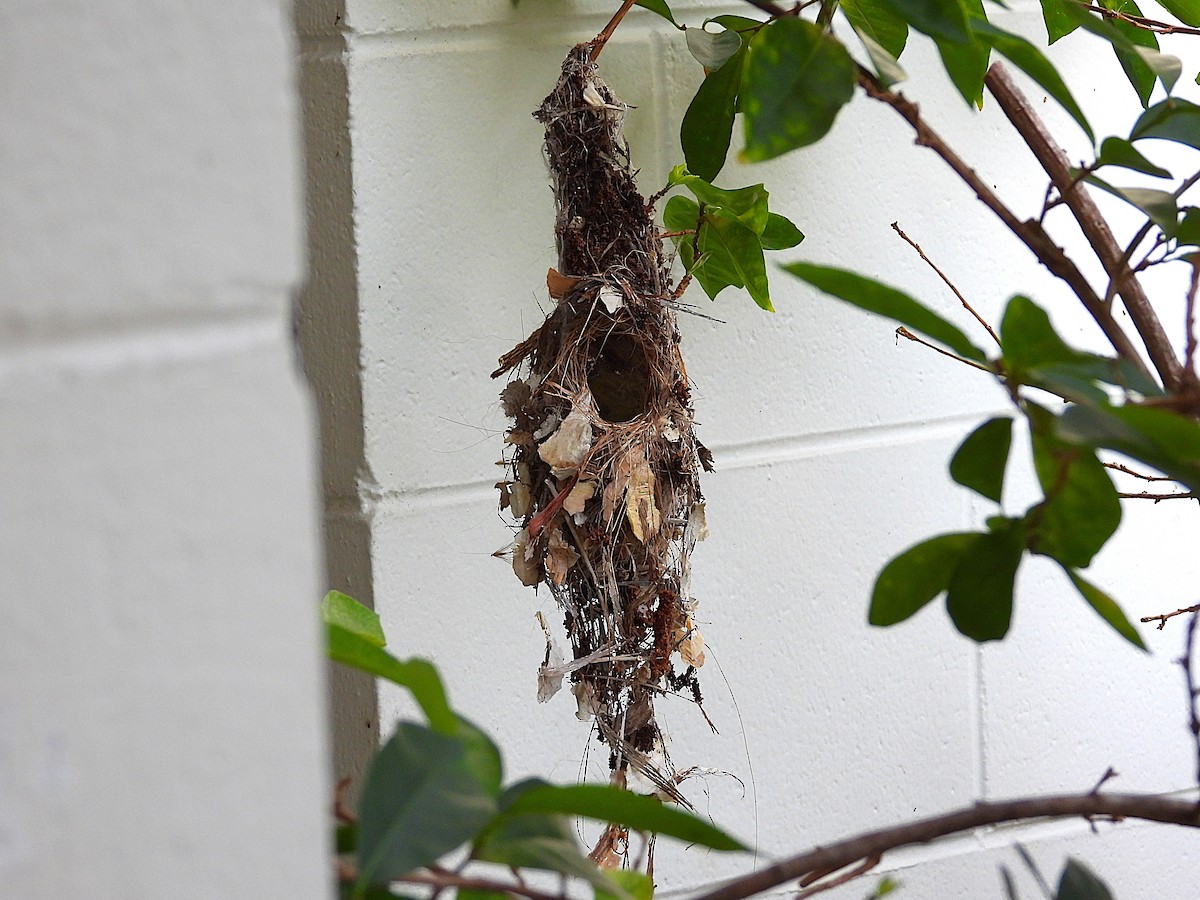 Sahul Sunbird - ML644635253