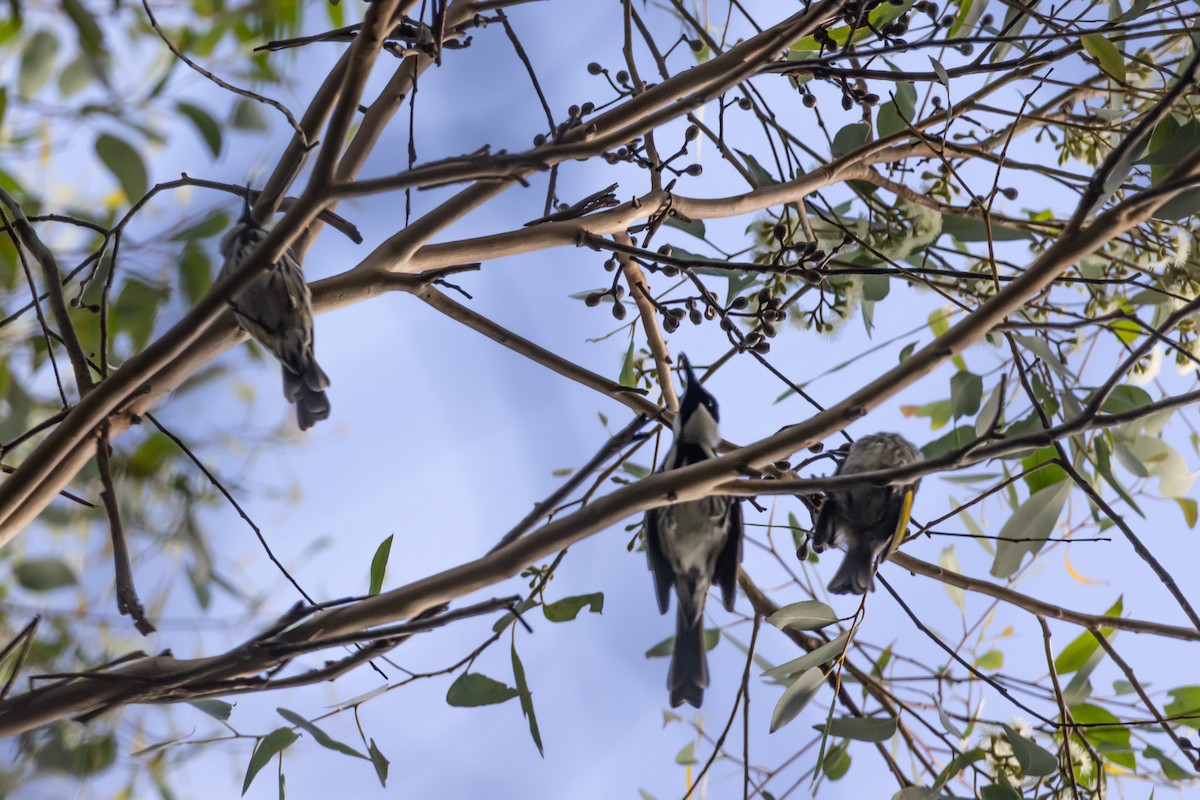 White-cheeked Honeyeater - ML644635267
