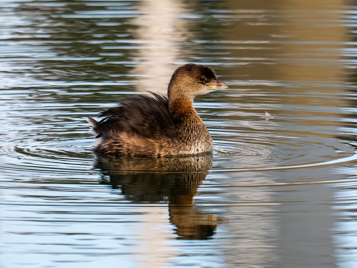 Bindentaucher - ML644635269