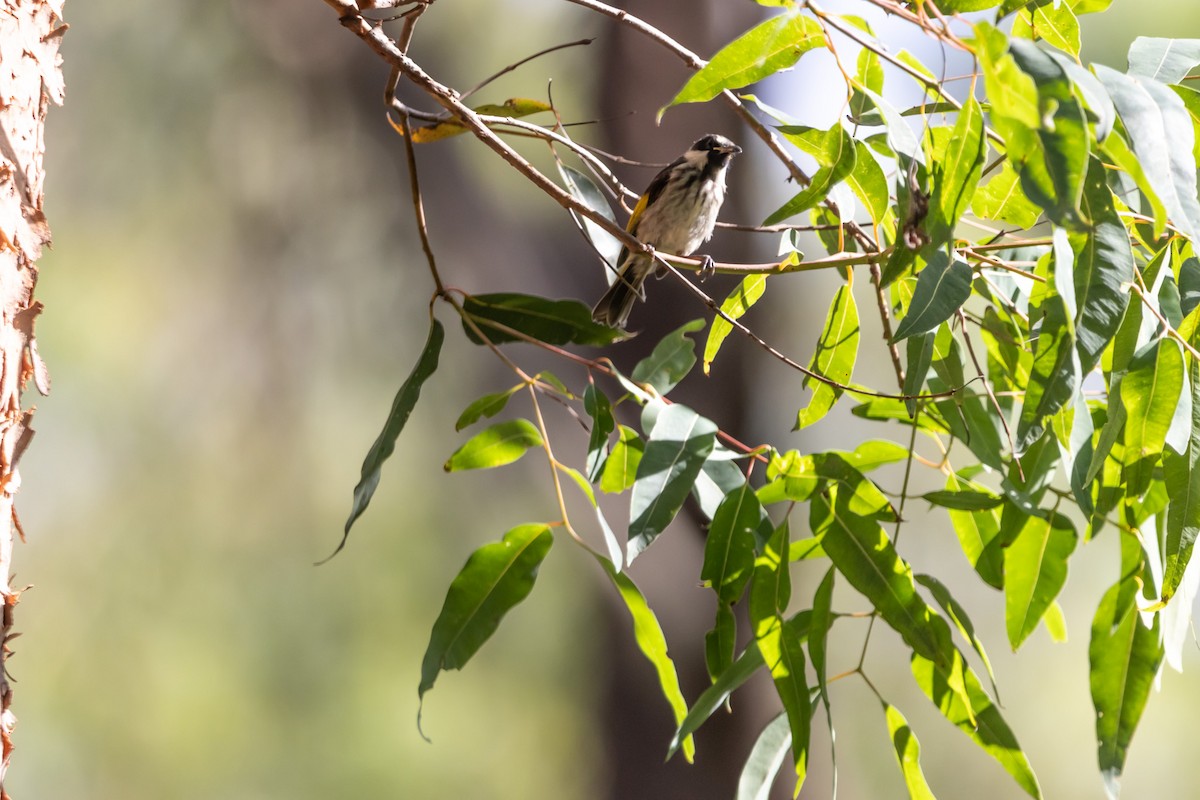 White-cheeked Honeyeater - ML644635271