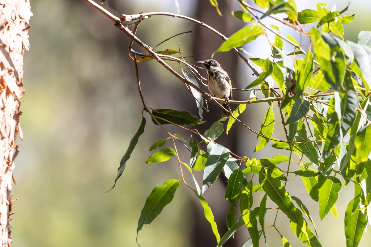White-cheeked Honeyeater - ML644635277