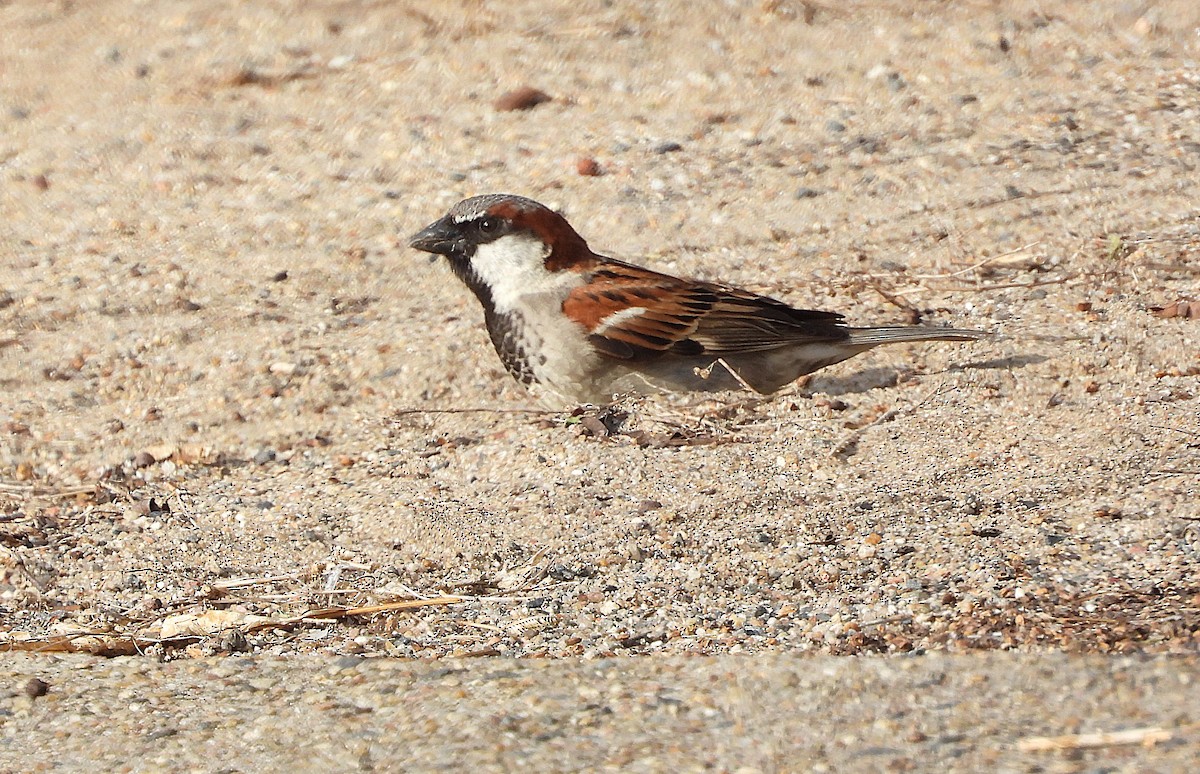 Gorrión Común - ML644635281