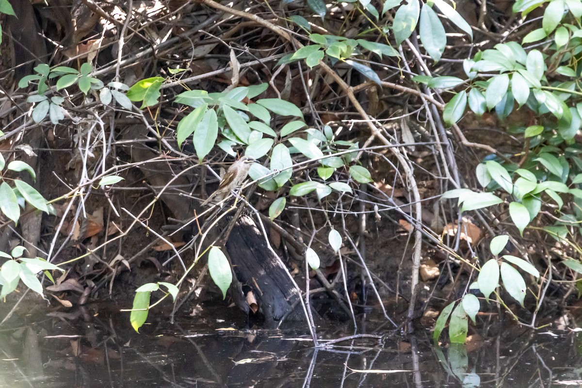 Yellow-faced Honeyeater - ML644635282