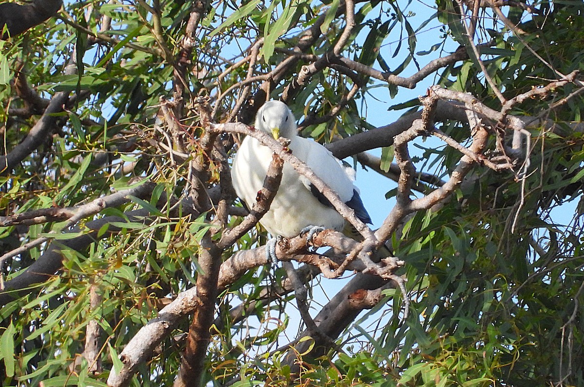Torresian Imperial-Pigeon - ML644635283