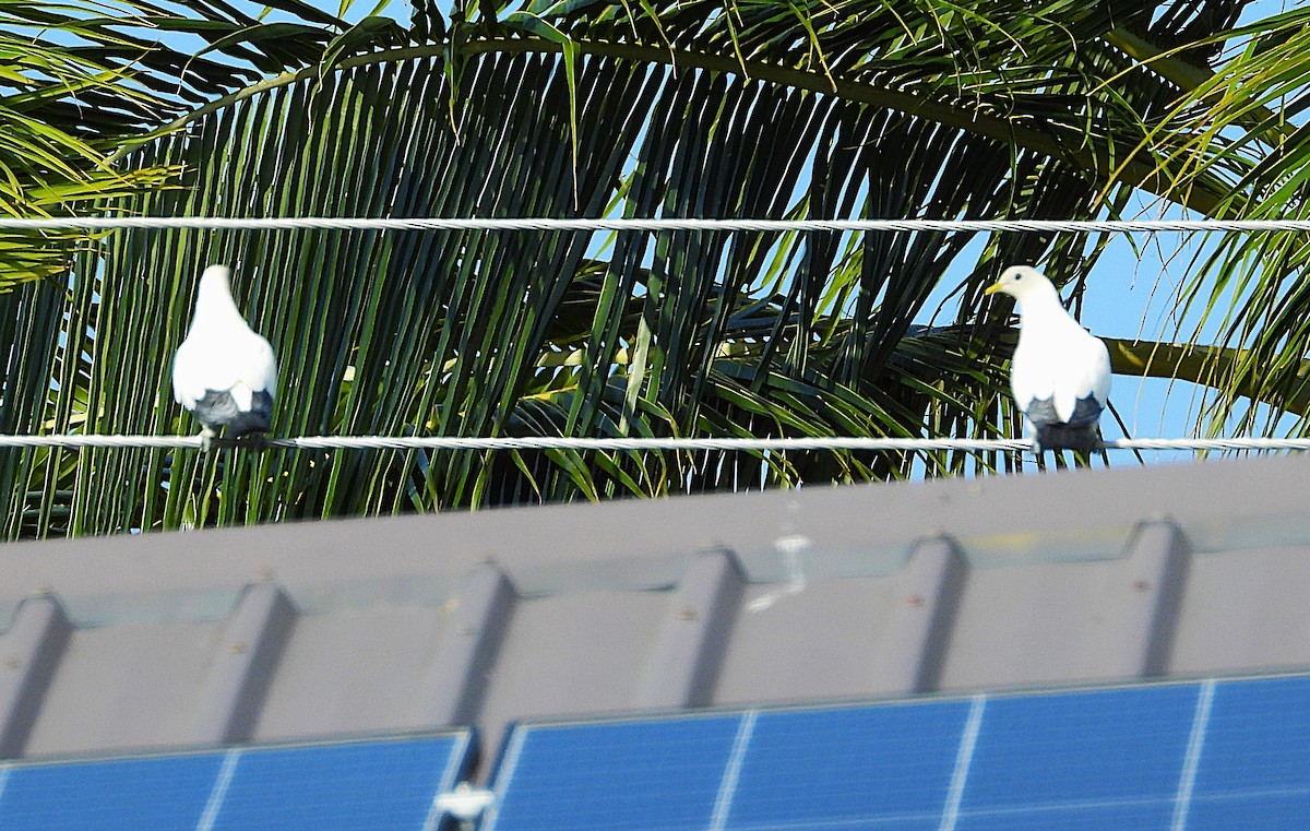 Torresian Imperial-Pigeon - ML644635285