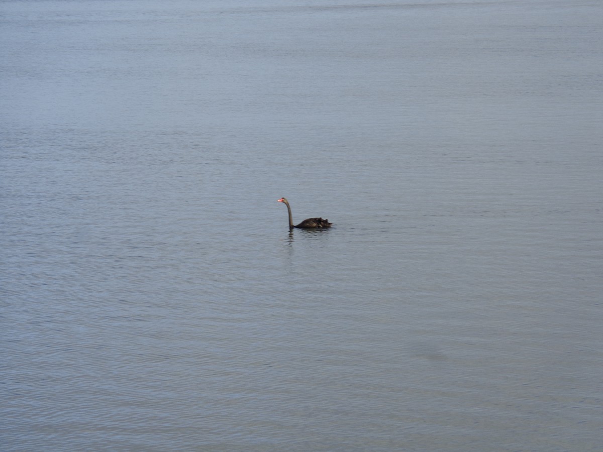 Black Swan - ML644635286