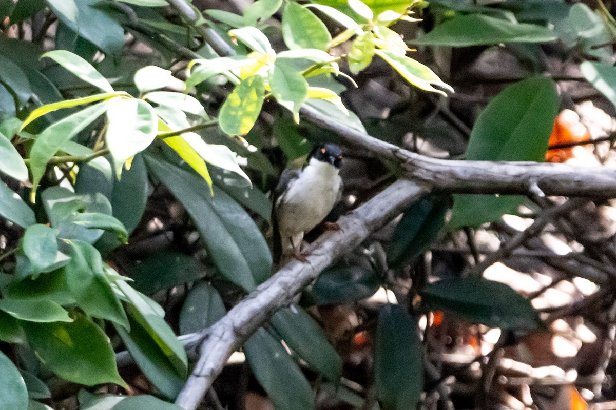 White-naped Honeyeater - ML644635293