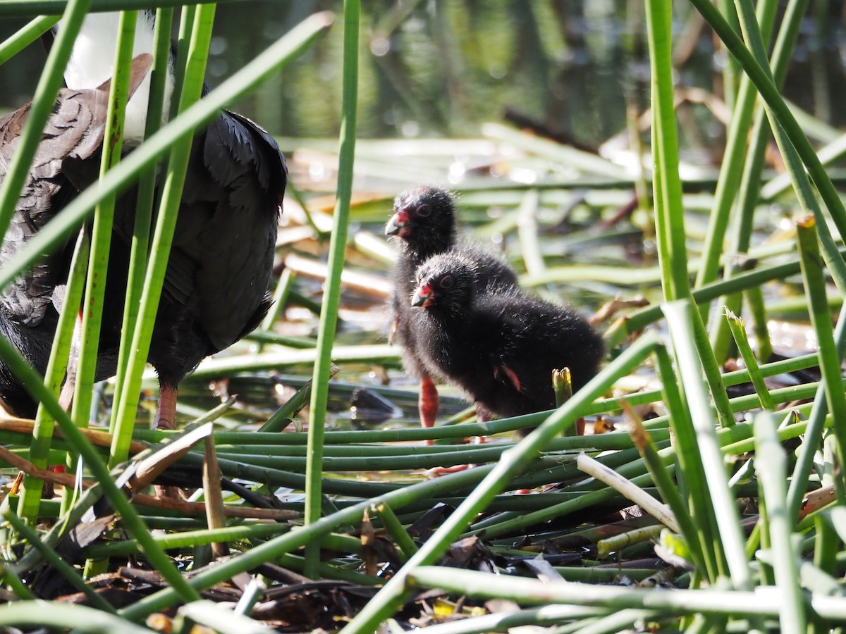Australasian Swamphen - ML644635294