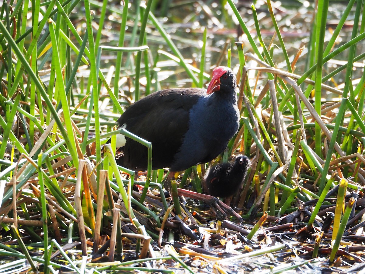 Australasian Swamphen - ML644635296
