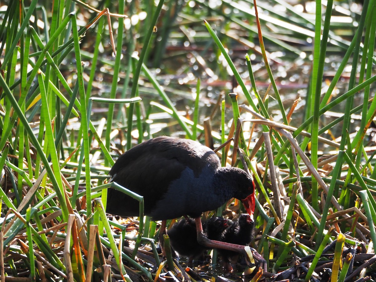 Australasian Swamphen - ML644635297
