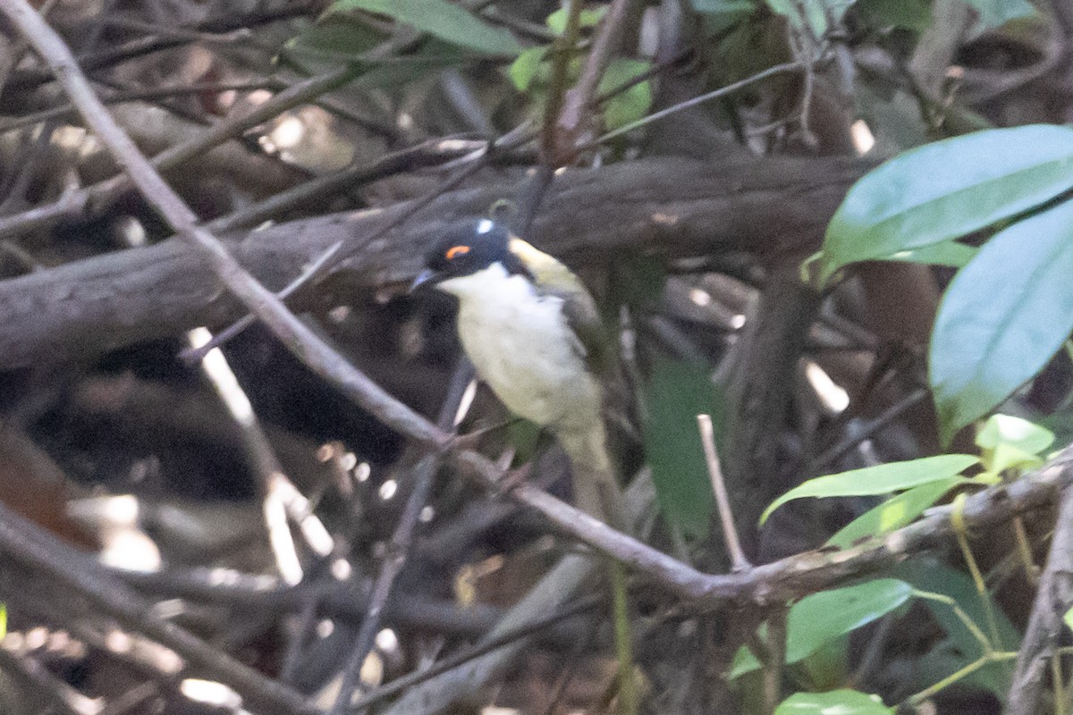 White-naped Honeyeater - ML644635301