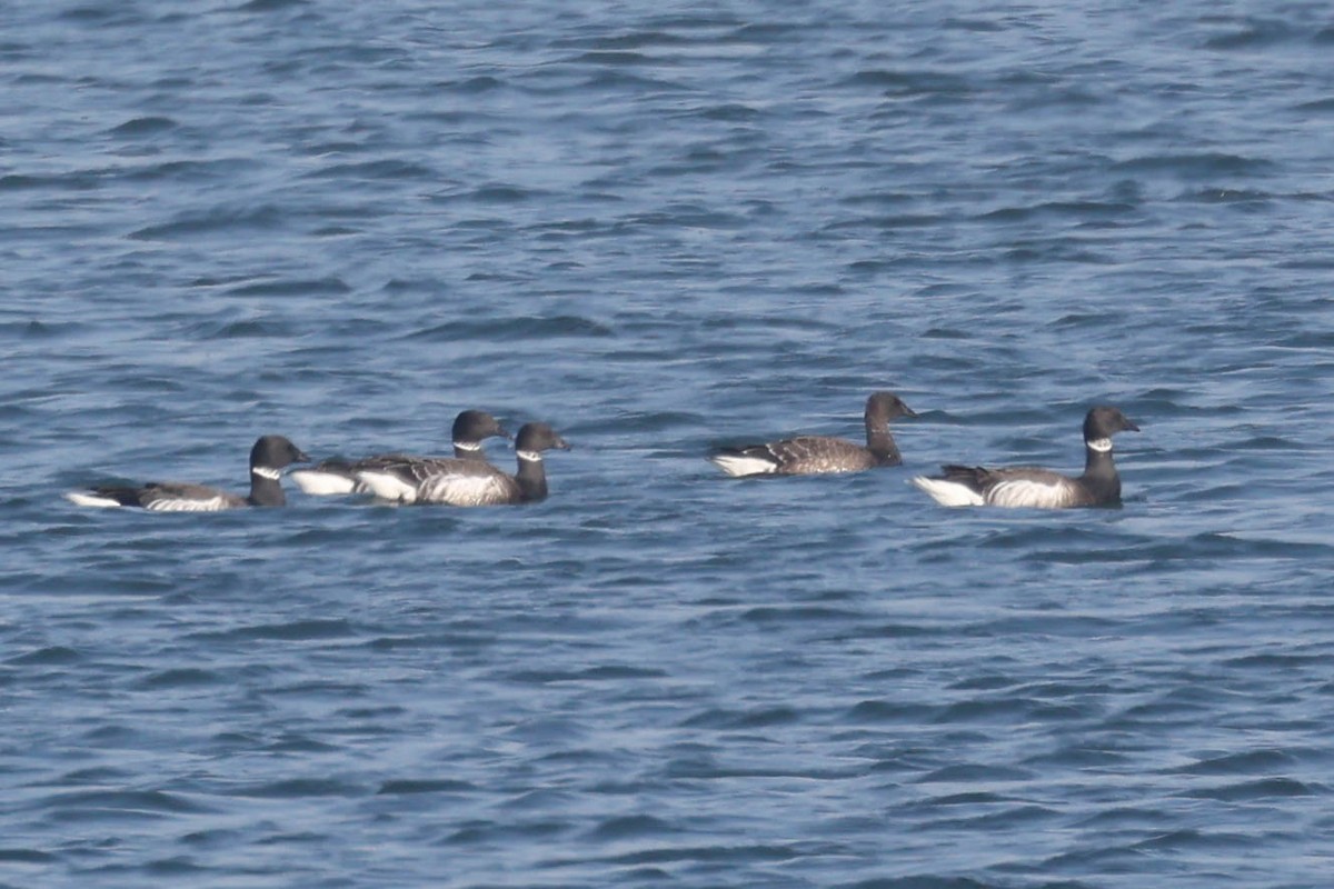 Brant (Black) - ML644635302