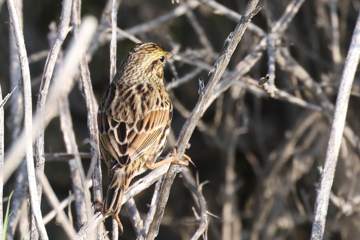 Пасовник савановий [група guttatus] - ML644635310