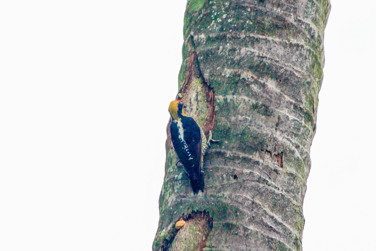 Altın Enseli Ağaçkakan - ML644635312