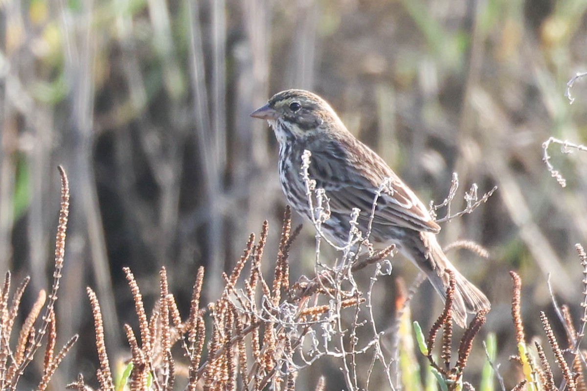 Пасовник савановий [група guttatus] - ML644635313