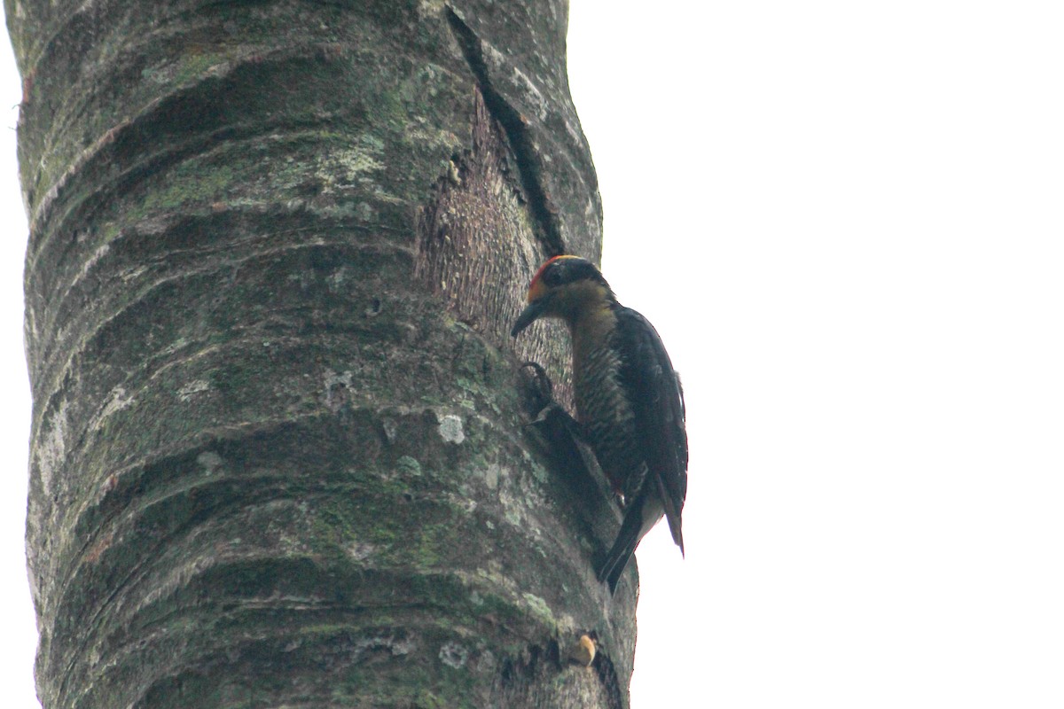 Altın Enseli Ağaçkakan - ML644635314