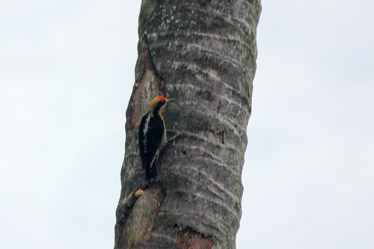 Altın Enseli Ağaçkakan - ML644635315