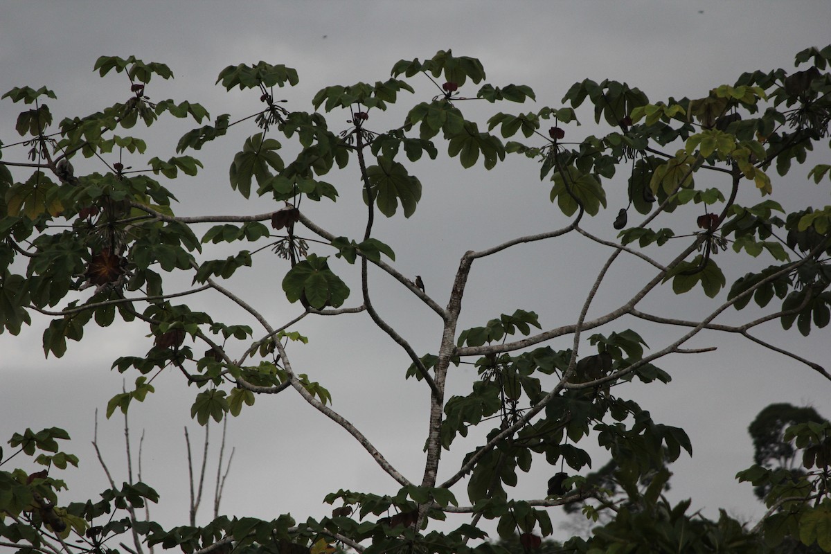 Altın Enseli Ağaçkakan - ML644635317