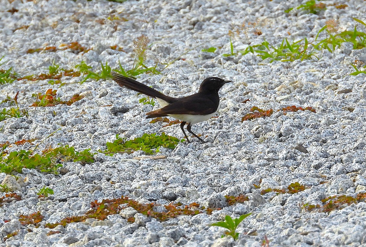 Willie-wagtail - ML644635320