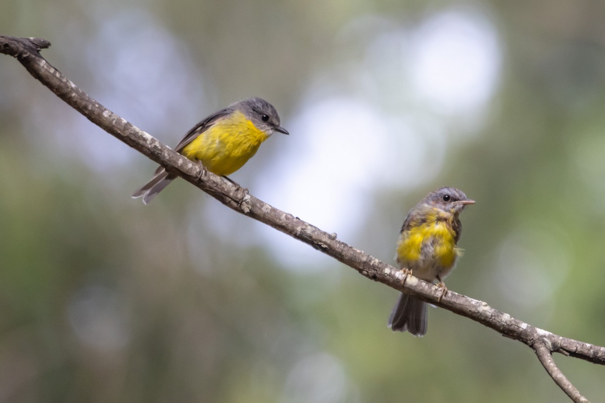Petroica Amarilla - ML644635322