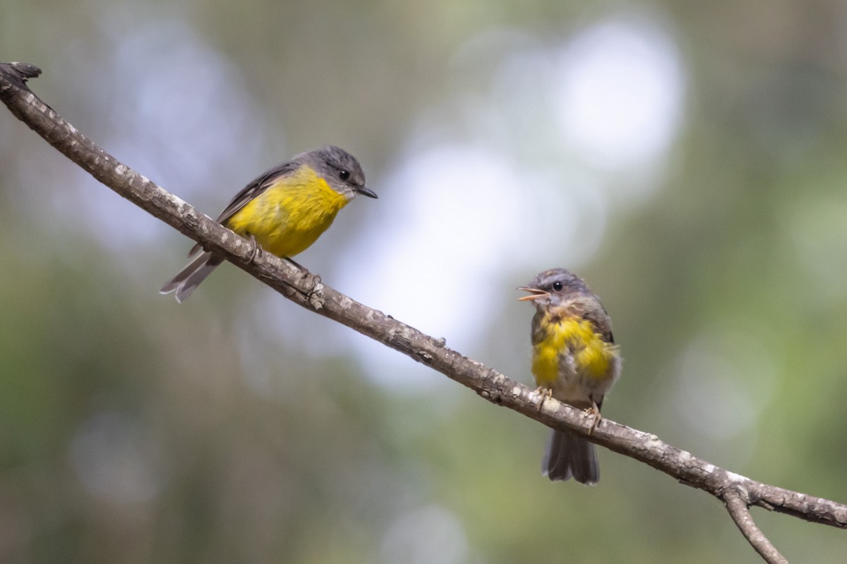 Petroica Amarilla - ML644635327