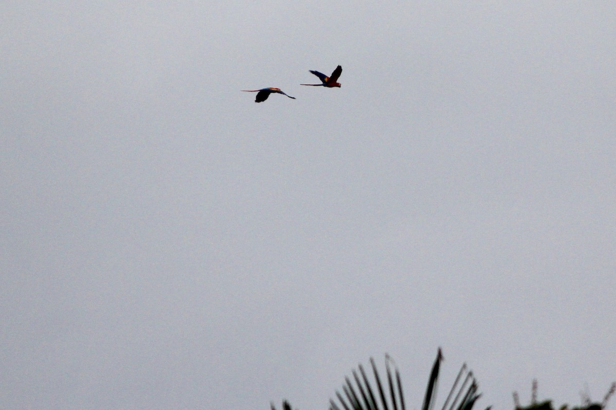 Scarlet Macaw - ML644635330