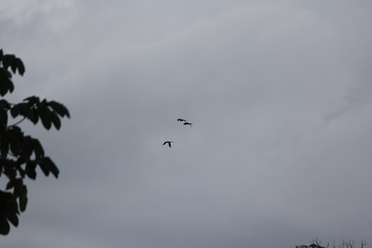 Scarlet Macaw - ML644635331