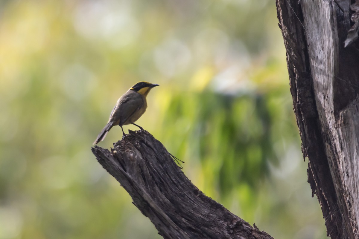 キムネミツスイ - ML644635332